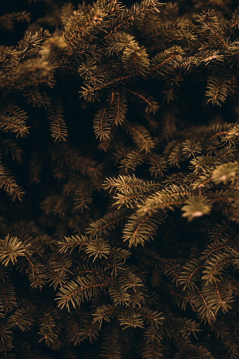 pine, branches, needles, macro, plant, green, HD phone wallpaper
