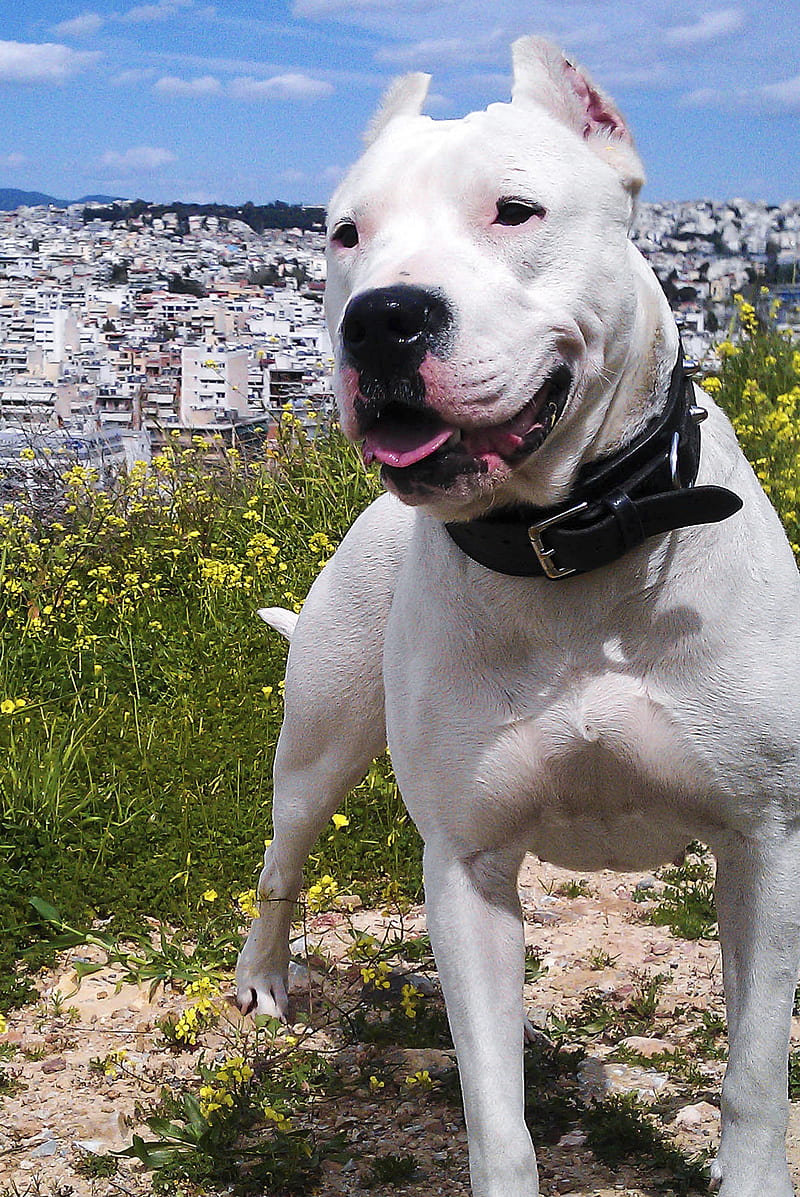 Dogo Argentino 4, awesome, bonito, dog, dogo argentino, look, love, white, HD phone wallpaper