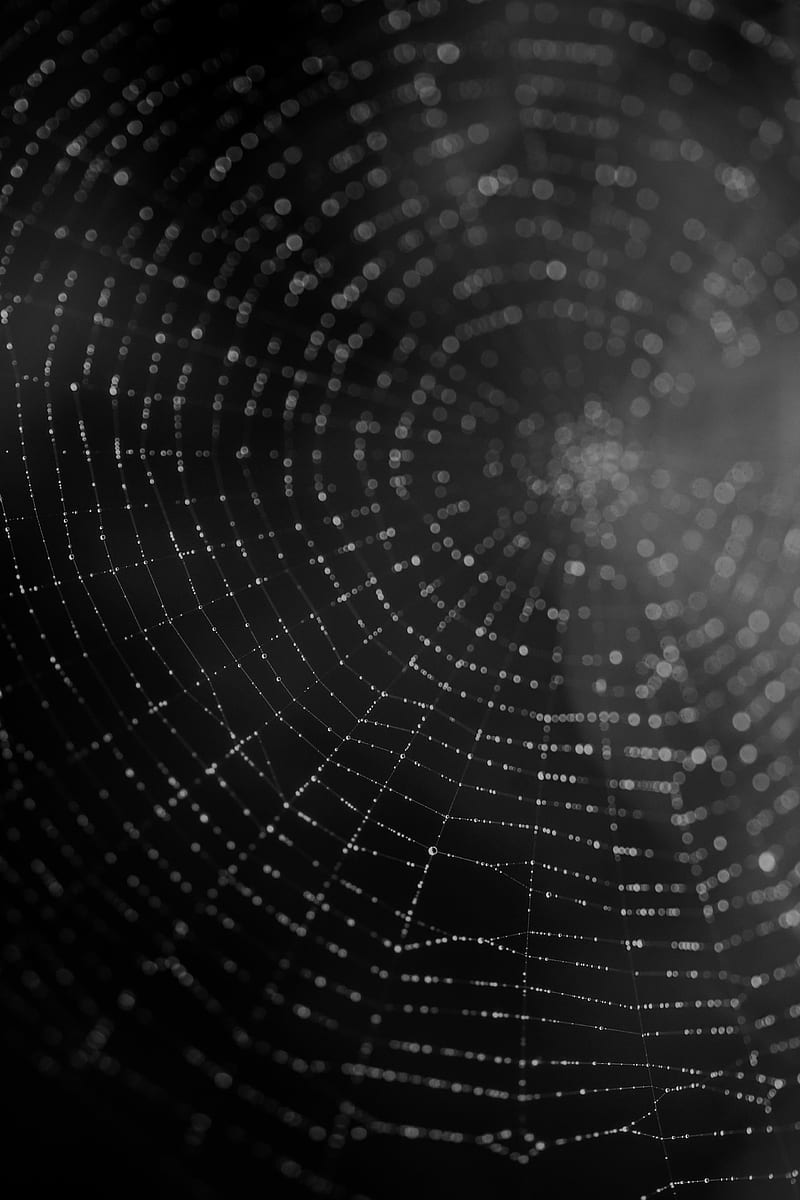 Spider Web Wallpaper (72+ images)