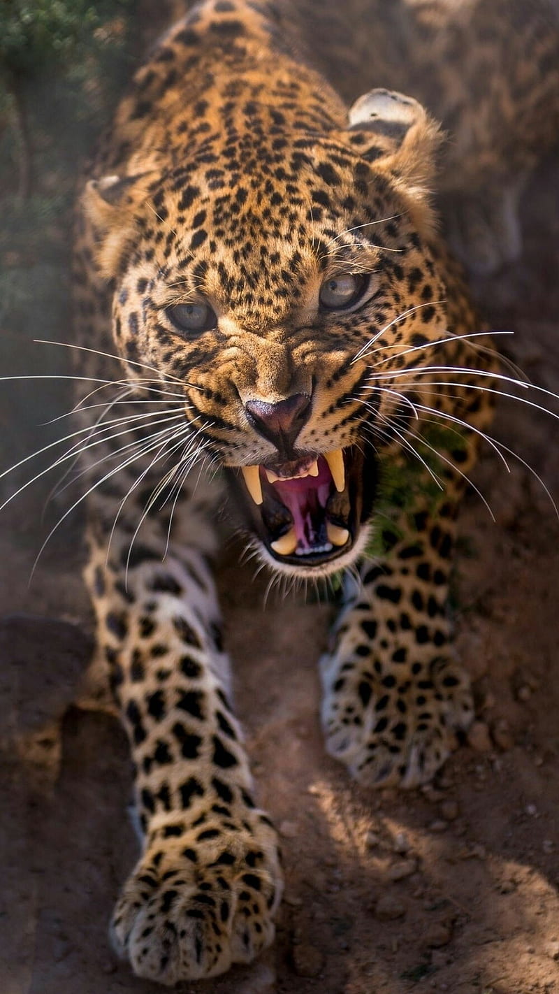 Jaguar, animals, leopard, wild, HD phone wallpaper