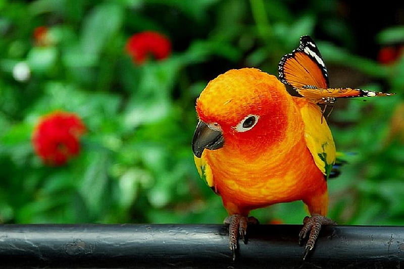 Colorful pair, green plants, butterfly perched on back, orange and gold, red flowers, parrot, perch, HD wallpaper