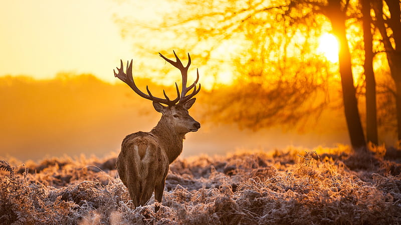 Deer Rises, hunting, buck, white, bucks, tail, tree, stag, real, HD wallpaper