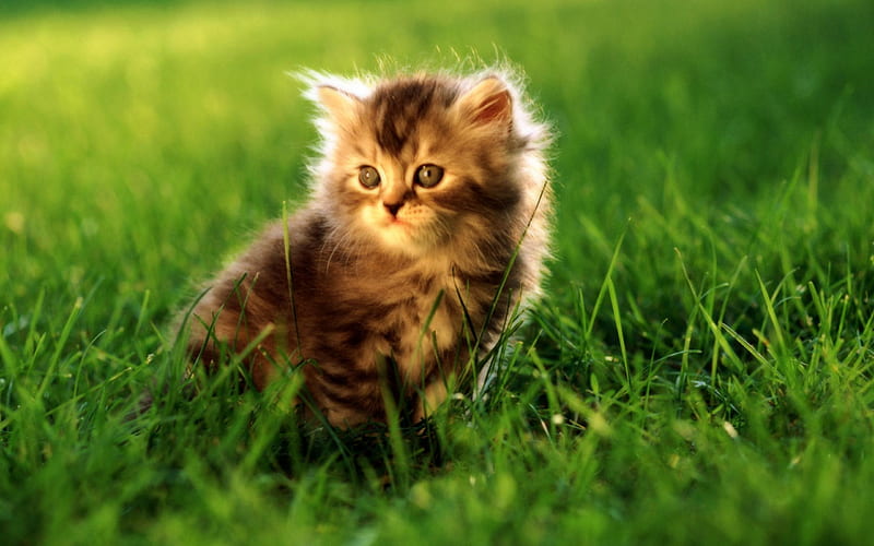 Cute Cats-Animal graphy, HD wallpaper