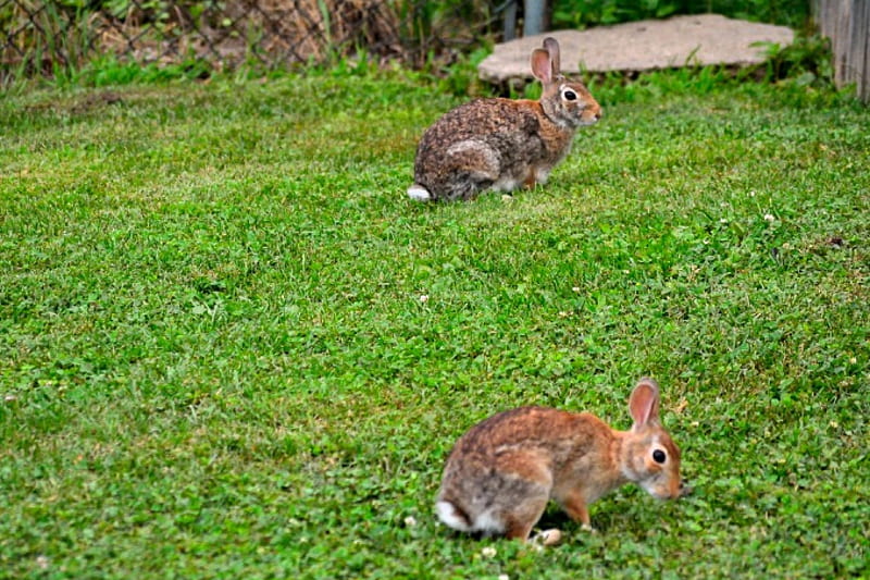 A Couple Of Hares, hares, rabbits, bunnies, HD wallpaper