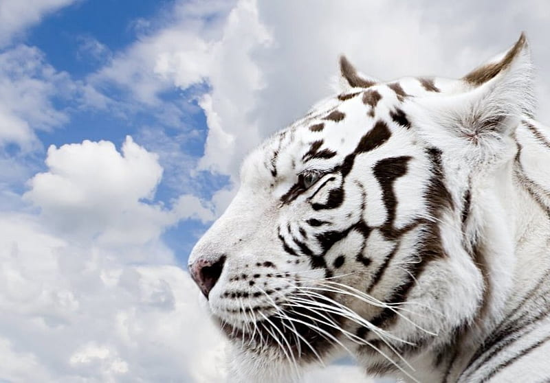 White Tiger, bengal, big, wild, tiger, white, cats, animals, HD wallpaper