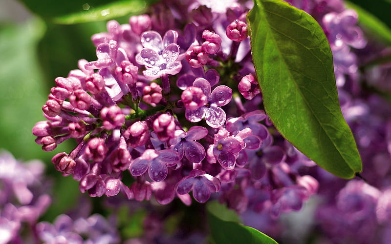 Lilacs, lilac, purple, fragrant, perennial, bush, flowers, bonito, HD wallpaper
