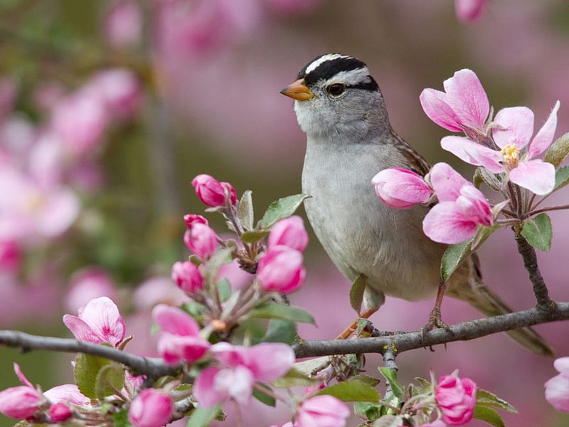 White Headed Sparrow, bird, oatmeal, flowers, twig, sparrow, animal, HD wallpaper
