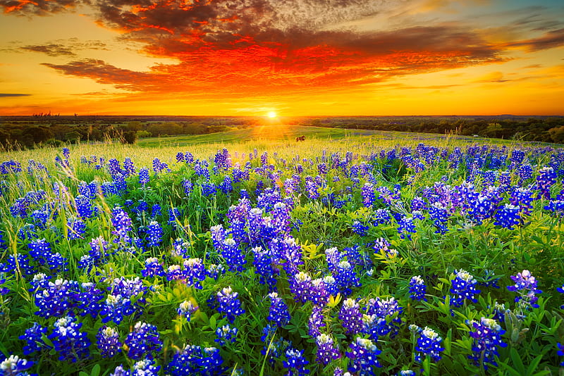 Texas pasture filled with bluebonnets at sunset, Texas, glow, sun, fiery, golden, sunlight, sunset, spring, sky, rays, bluebonnets, summer, flowers, pasture, field, HD wallpaper