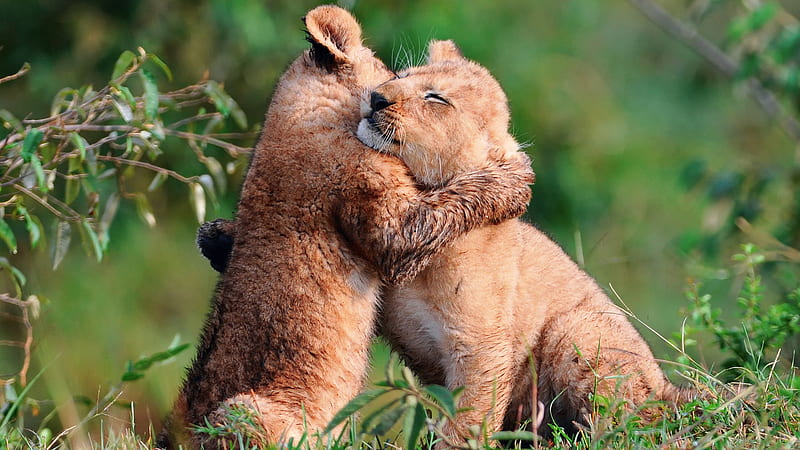 Cute Cubs Hugging In Forest Between Green Field With Blur Background Lion, HD wallpaper