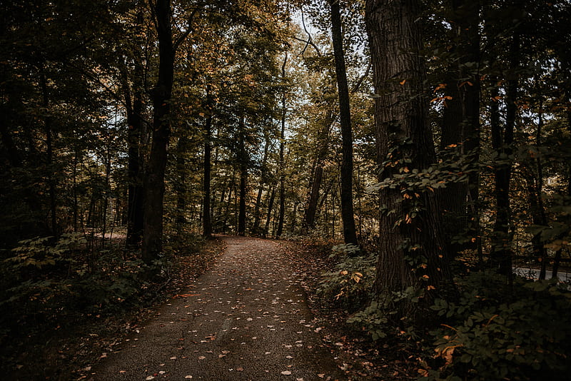 forest, path, trees, autumn, nature, HD wallpaper