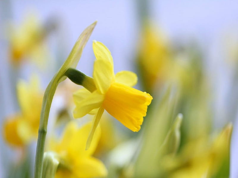 Beautiful Thoughts, Daffodils, lovely, bright, yellow, nature, spring ...