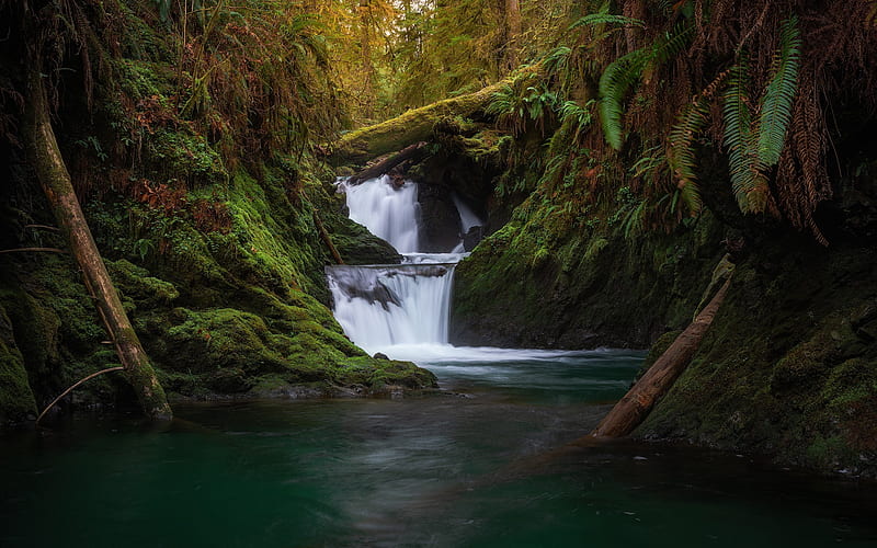 waterfall, jungle, forest, evening, sunset, mountain river, Olympic National Park, Washington, USA, HD wallpaper