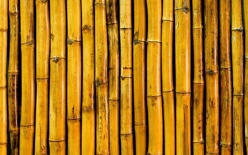 yellow bamboo trunks, macro, bambusoideae sticks, bamboo textures, yellow bamboo texture, bamboo canes, bamboo sticks, yellow wooden background, vertical bamboo texture, bamboo, HD wallpaper
