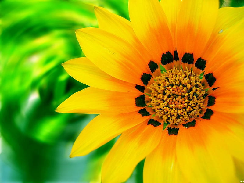 Yellow Forever (for Anne), foreground, background, colors, yellow, wall, close up, green, flower, nature, colours, HD wallpaper