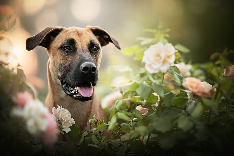 Dogs, Dog, Flower, Pet, Rose, HD wallpaper