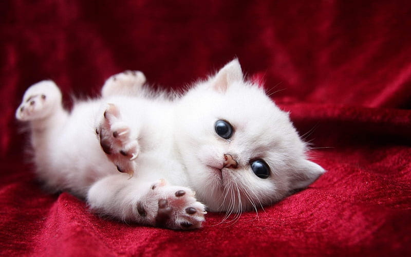White Kitty Stretch, fuzzy, paws, white, kitten, HD wallpaper