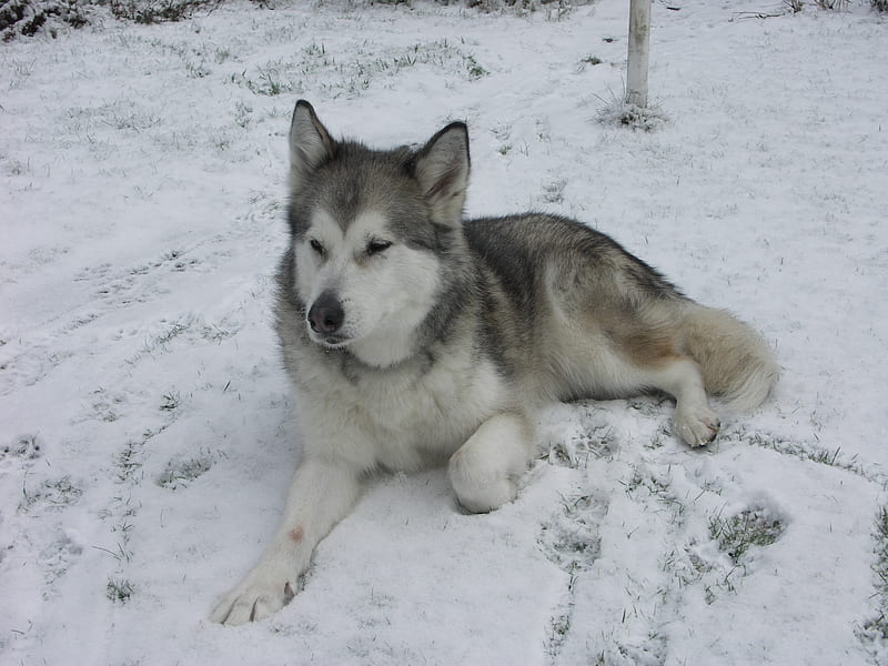It's my Temperature - Relax !, alaskan, malamute, wolve, dog, sledge, winter, husky, HD wallpaper