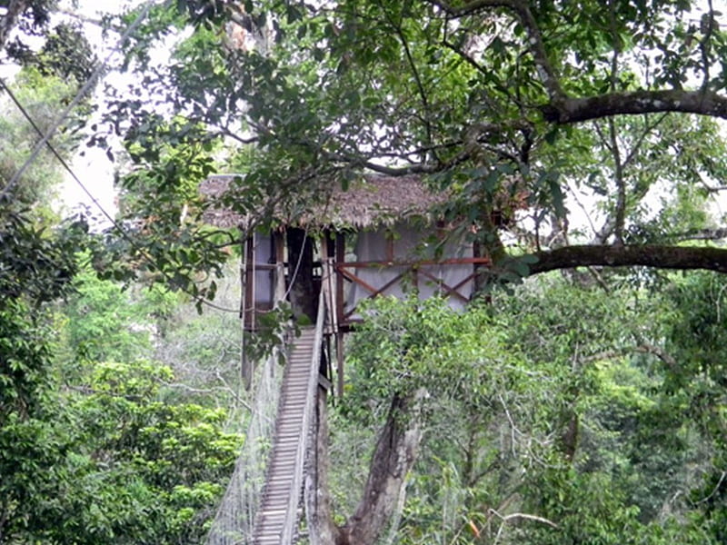 Casa del árbol, selva, amazonas, alto, Fondo de pantalla HD | Peakpx