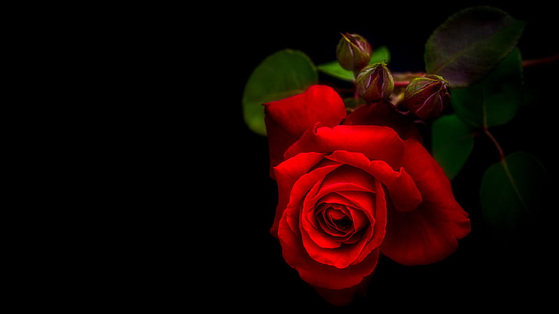 Flowers, Rose, Flower, Red Flower, Red Rose, HD wallpaper | Peakpx