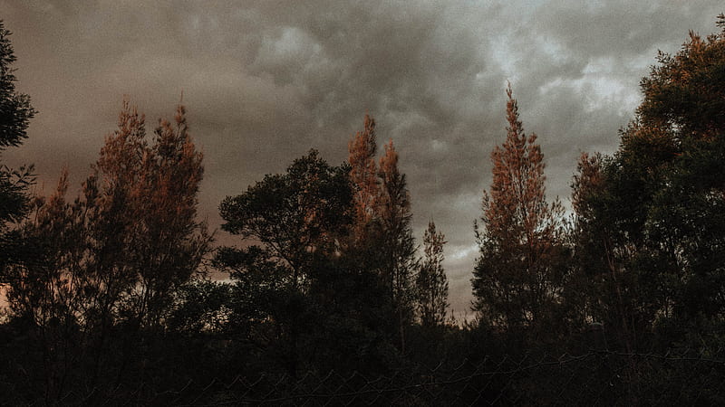 Trees Under Cloudy Sky Grunge Grunge, HD wallpaper