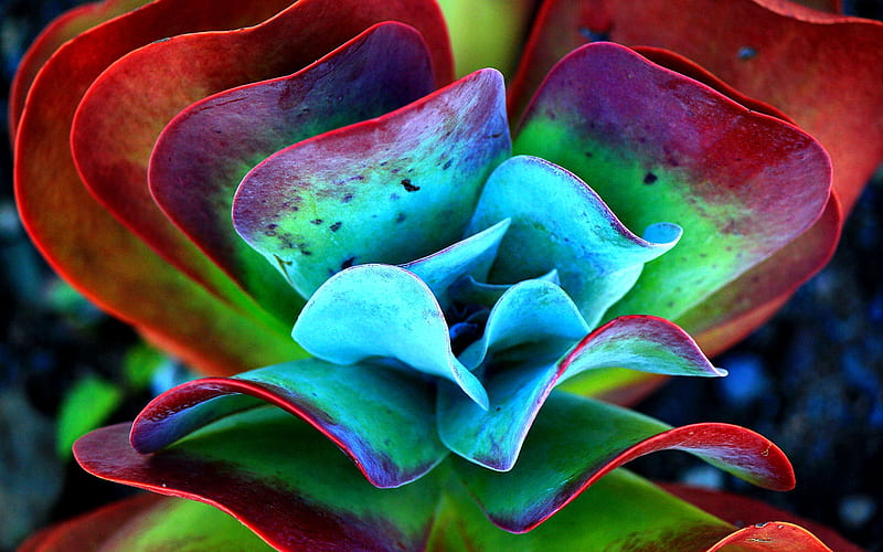Colorful Cactus FC romance, bonito, cactus, floral, graphy, love, wide ...