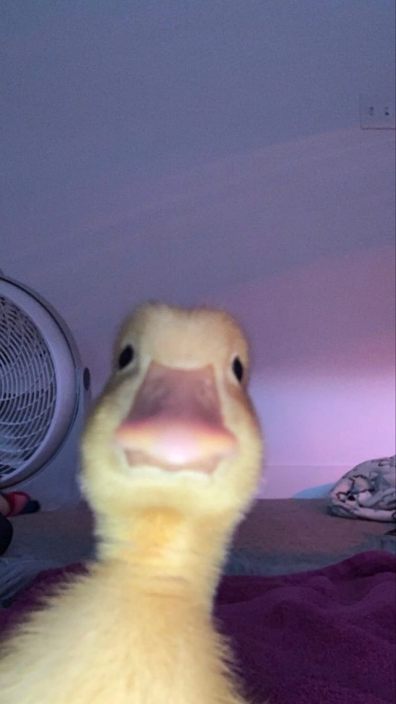duckling, selfie, HD phone wallpaper