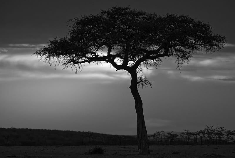 Earth, Sunset, Africa, Black & White, Kenya, Maasai Mara National Reserve, Savannah, Tree, HD wallpaper