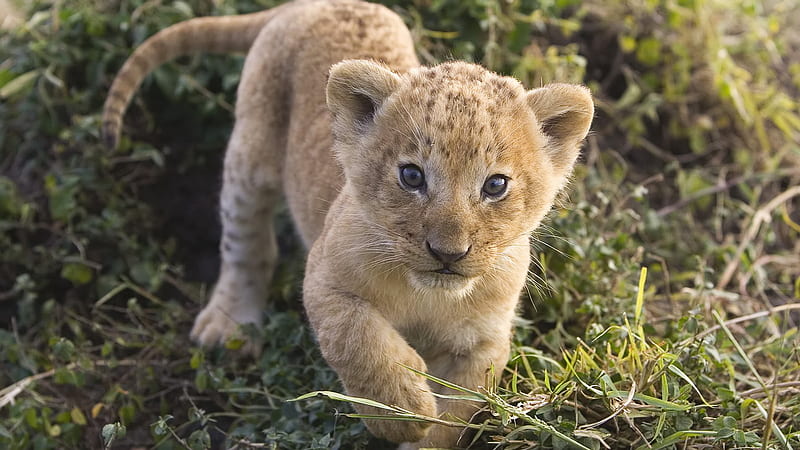 Cub, grass, tiger, going, animal, lion cub, fur, cute baby animals, claws, paw, cat, baby, lion, beast of prey, paws, feline, whiskers, wildlife, walking, nature, big cats, HD wallpaper