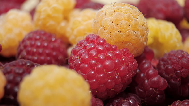 Raspberry, raspberry, fruits, HD wallpaper