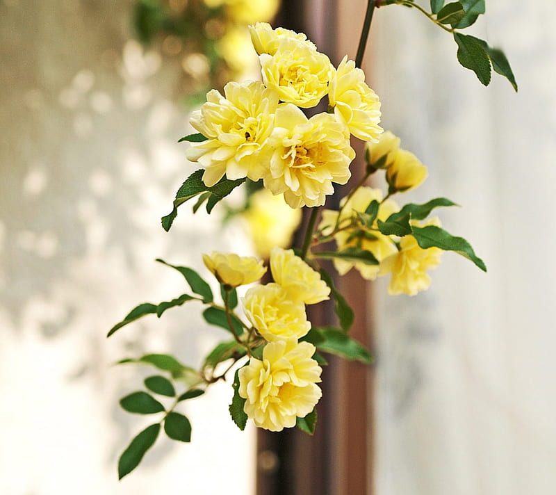 Banksia Rose, leaves rose, yellow, banksia, bonito, hanging, blooms, HD wallpaper