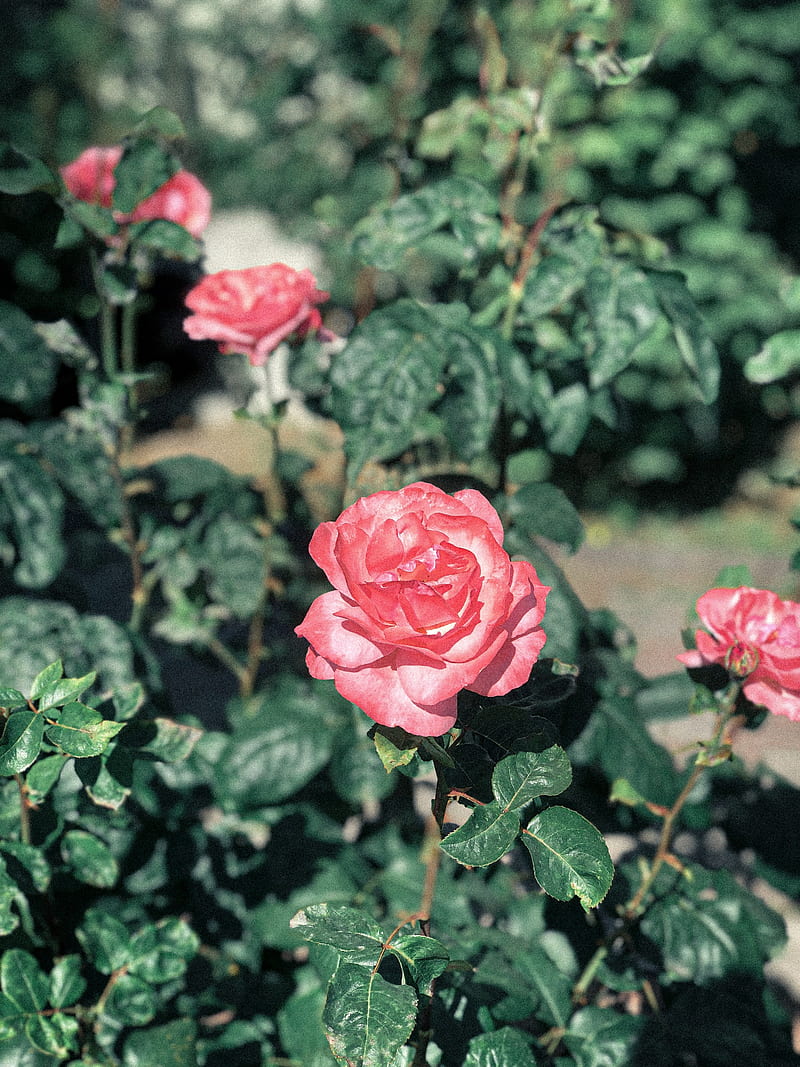 pink Floribunda roses, HD phone wallpaper