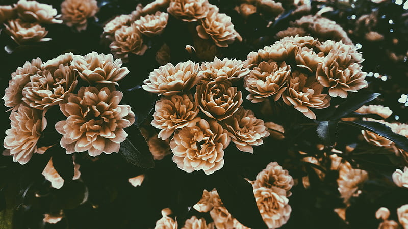 bed brown flowers, HD wallpaper