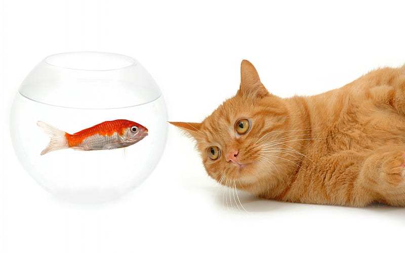 ginger cat, goldfish, aquarium, fish and cat, pets, cats, HD wallpaper