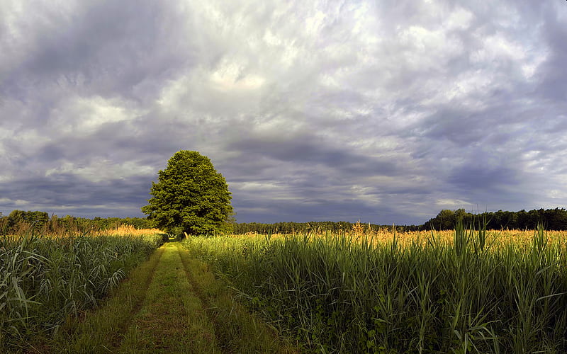 Way through the chain yield, tree, harvest, green, road, clouds, sky, HD wallpaper