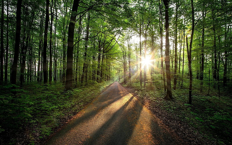 Forest Road, sunbeams, forest, trees, road, HD wallpaper | Peakpx