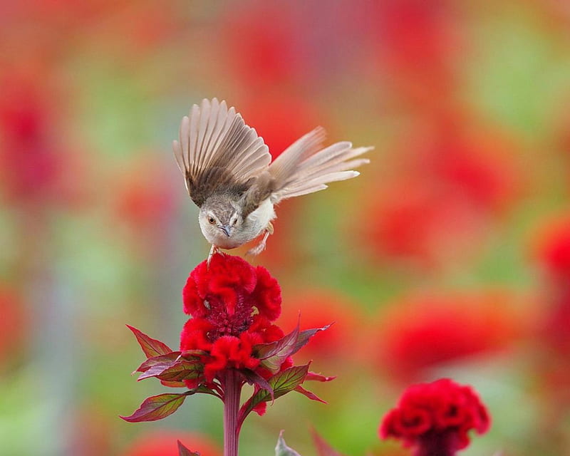 Pájaro en las flores, rojo, flores, pájaro, animales, Fondo de pantalla HD  | Peakpx
