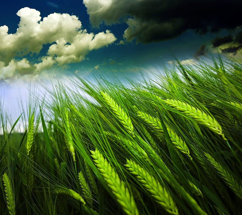 grain field, blue, clouds, green, sky, HD wallpaper