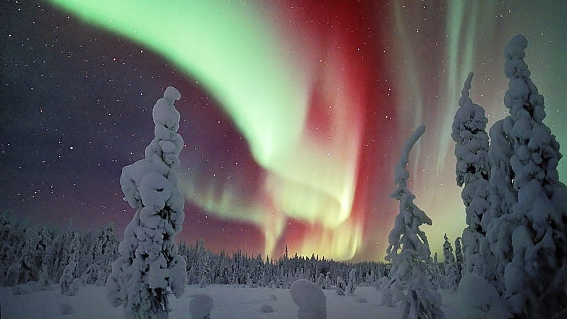 Dream of Lapland, Trees, Snow, Aurora Borealis, Lapland, HD wallpaper