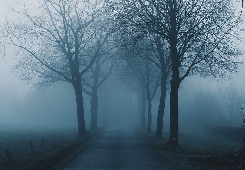 fog, trees, road, haze, nature, HD wallpaper