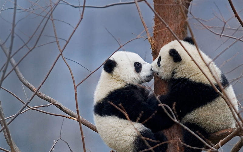 pandas, couple, forest, pandas on the tree, cute bears, China, Tibet, Wolong National Nature Reserve, wildlife, HD wallpaper