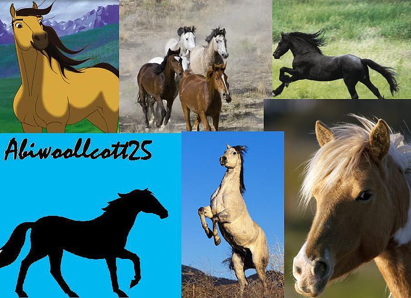Horse Collage, spirit, pony collage, collage, horses, HD wallpaper Horse Collage, spirit, pony collage, collage, horses, HD wallpaper