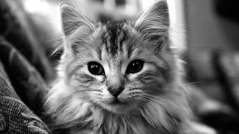 I'm a Lion ..., special, black and white, bonito, adorable, cat, cuddly, sweet, cute, graphy, face, hop, kitten, HD wallpaper