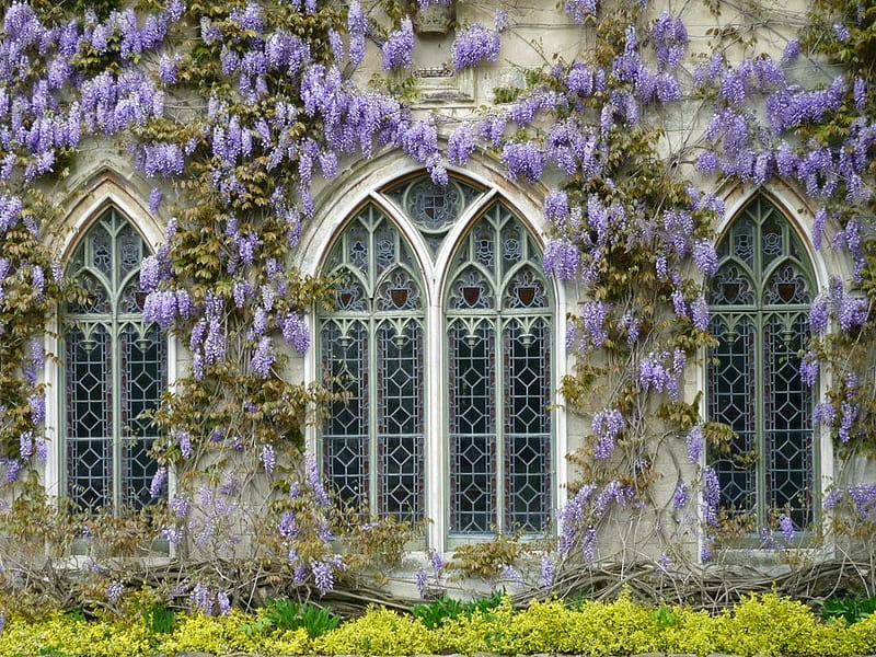 Gothic Vines, style, windows, gothic, purple, vines, climbing, westeria, HD wallpaper
