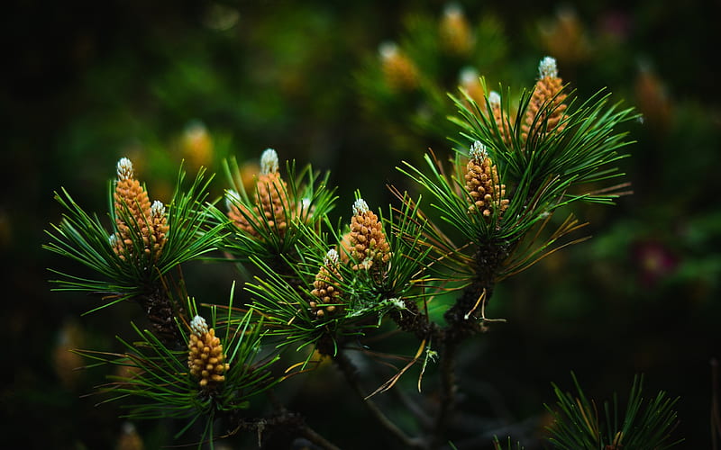 Pine cones, pine cone, fir, needles, green, conuri de pin, HD wallpaper
