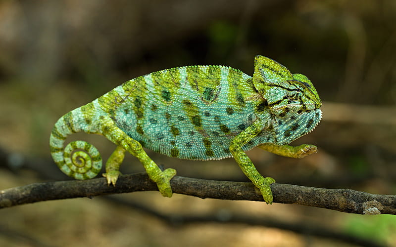 chameleon, green reptile, beautiful green chameleon, green lizard, branch, HD wallpaper
