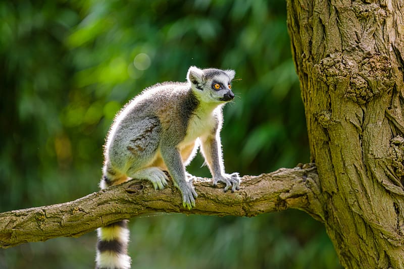Ringtailed Lemur, animal, nature, ringtailed, lemur, HD wallpaper