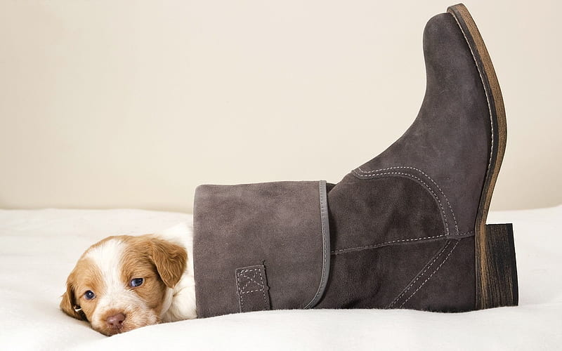 puppy, pets, boots, HD wallpaper