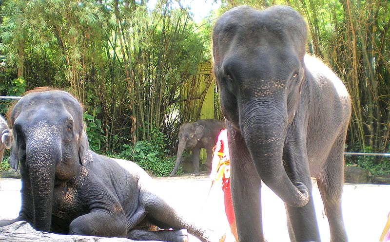 Gentle Giants (ASIAN ELEPHANTS), gris, elephants, trunk, big, HD wallpaper