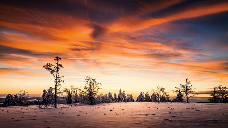 Sunset Winter at Empty Forest, HD wallpaper