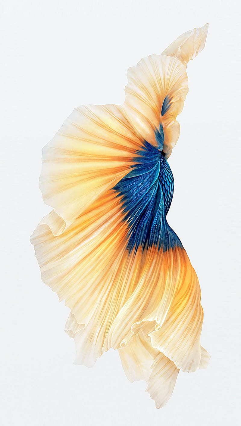 iPhone 6s fish, apple original, HD phone wallpaper